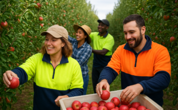 Fruit Picking Jobs in New Zealand 2025